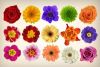 Blumenlexikon - Bedeutung der Blumen